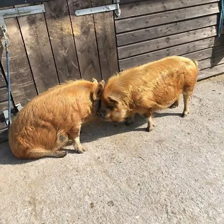 別荘 Letterfrack On Equestrian Farm In Letterfrack Beside Connemara National Park Tullywee Bridge