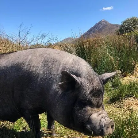 別荘 Letterfrack On Equestrian Farm In Letterfrack Beside Connemara National Park Tullywee Bridge