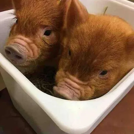 Letterfrack On Equestrian Farm In Letterfrack Beside Connemara National Park * Tullywee Bridge