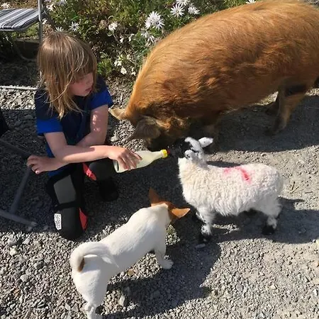 Letterfrack On Equestrian Farm In Letterfrack Beside Connemara National Park *