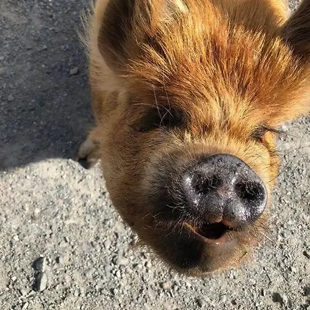 Letterfrack On Equestrian Farm In Letterfrack Beside Connemara National Park 別荘 Tullywee Bridge